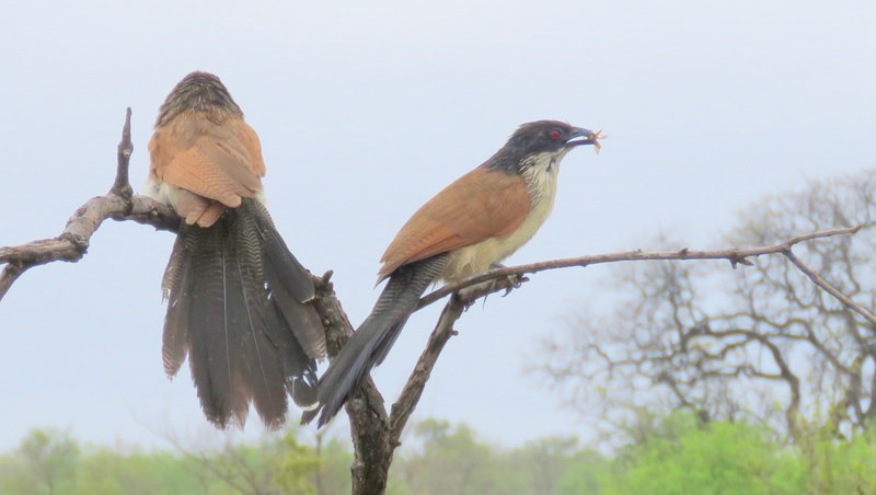 IMG_4388 Courting Coucals 2019-11-21 9-15-53 AM
