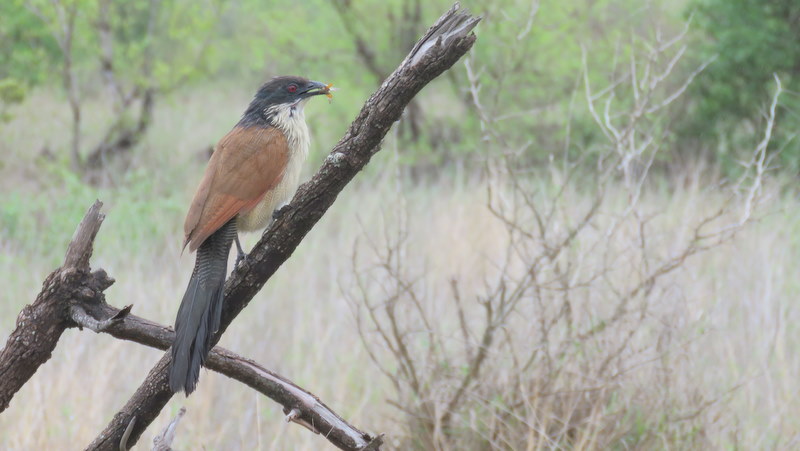 IMG_4392 Coucal with a gift 2019-11-21 9-16-29 AM