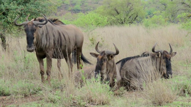 IMG_4398 Wildebeest for Erich 2019-11-21 9-36-28 AM.JPG