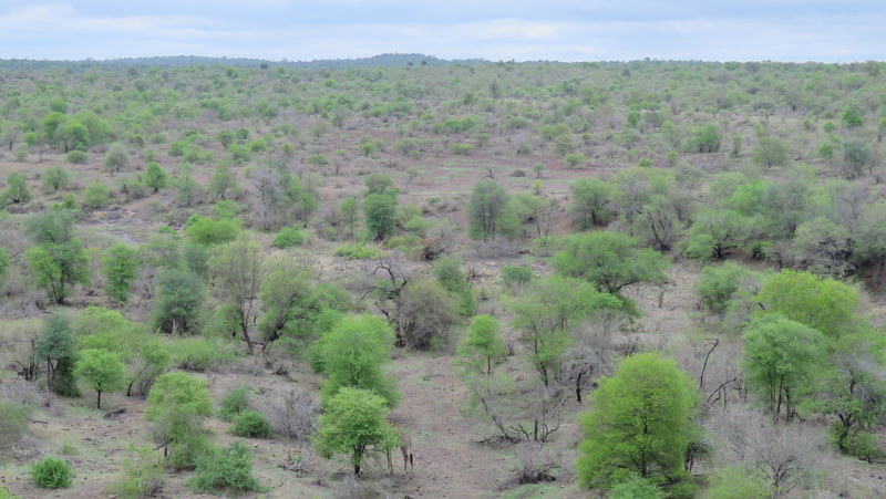 IMG_4412 Spot the giraffe 2019-11-21 10-03-15 AM