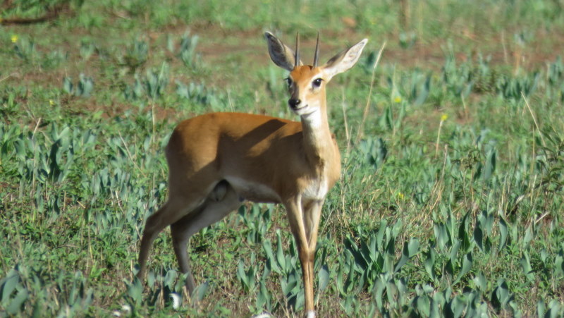 IMG_4503 Male Steenbok 2019-11-21 3-48-04 PM