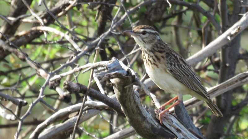 IMG_4508 Sabota Lark 2019-11-21 4-10-12 PM