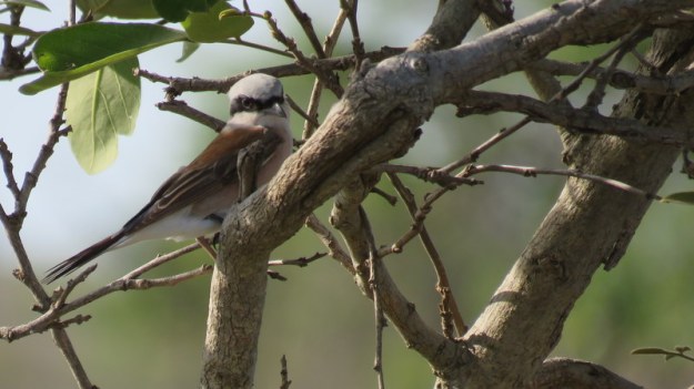 IMG_4523 Red-backed Shrike 2019-11-21 4-16-05 PM