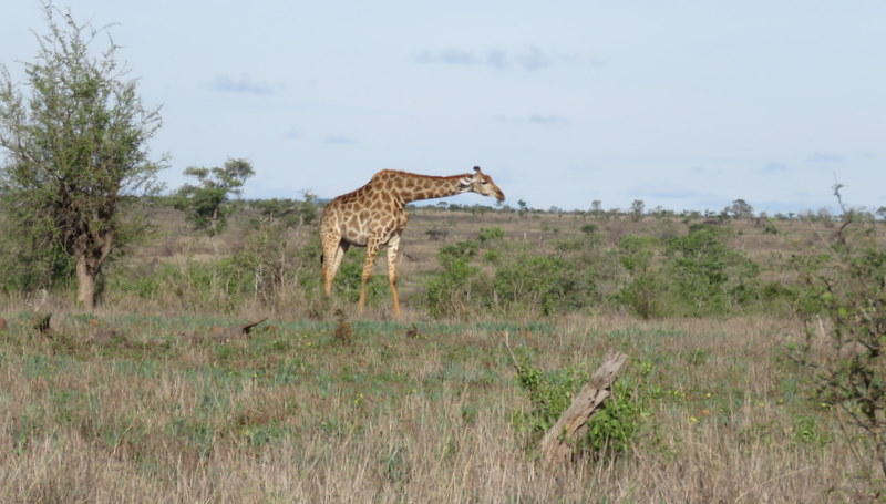 IMG_4525 Giraffe This is Africa 2019-11-21 4-27-59 PM