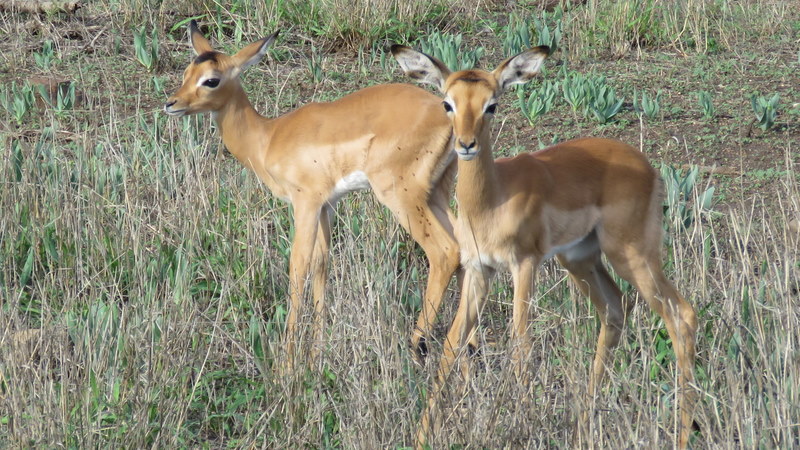 IMG_4535 Impala babies 2019-11-21 4-36-03 PM