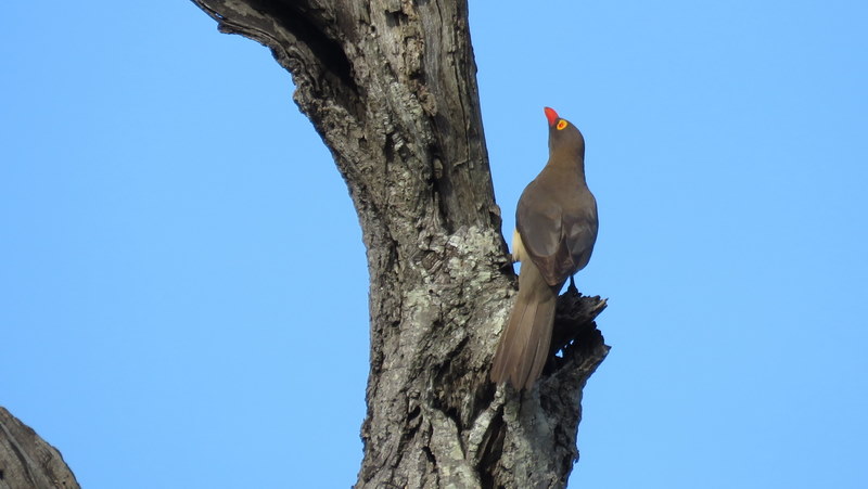 IMG_4539 Red-billed Oxpecker in a tree 2019-11-21 4-36-51 PM