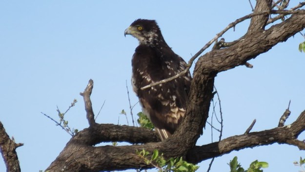 IMG_4549 African Hawk Eagle 2019-11-21 4-57-40 PM