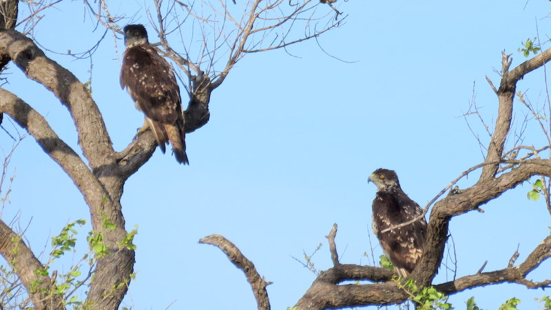 IMG_4551 African Hawk Eagles 2019-11-21 4-57-49 PM
