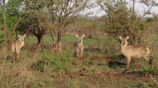 IMG_4552 Waterbuck females 2019-11-21 5-17-32 PM