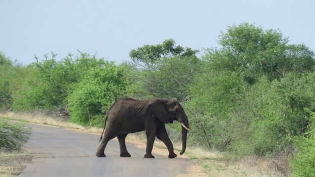 IMG_4597 elephant 2019-11-22 8-21-13 AM