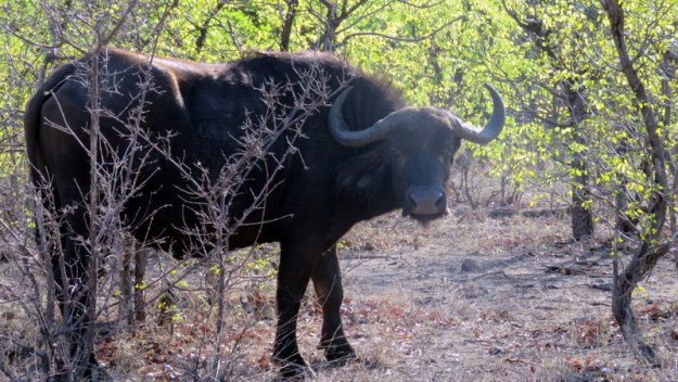 IMG_4627 Buffalo 2019-11-22 4-34-39 PM