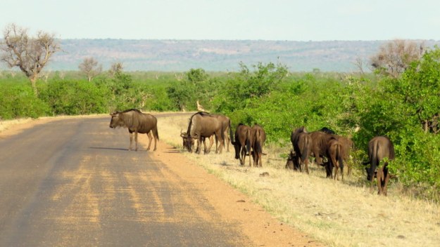 IMG_4646 Wildebeest 2019-11-22 4-59-34 PM