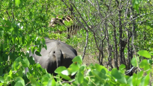 IMG_4686 Buffalo and zebra bums 2019-11-23 2-30-22 PM