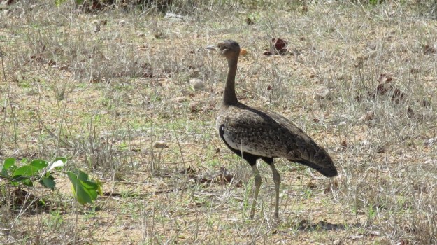 IMG_4705 Red-crested Korhaan 2019-11-23 2-55-10 PM