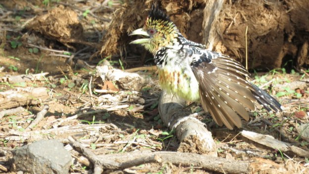 IMG_4711 Crested Barbet 2019-11-23 3-40-35 PM