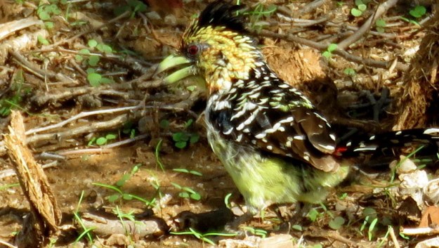 IMG_4716 Crested Barbet 2019-11-23 3-41-21 PM