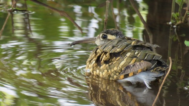 IMG_4729 Painted Snipe taking a bath 2019-11-23 4-42-05 PM
