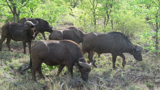 IMG_4739 Buffalo 2019-11-24 7-14-15 AM