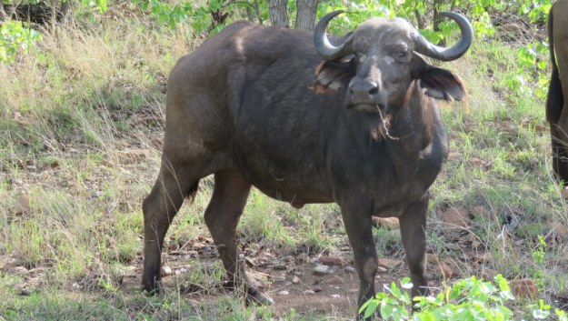 IMG_4740 Buffalo 2019-11-24 7-14-21 AM