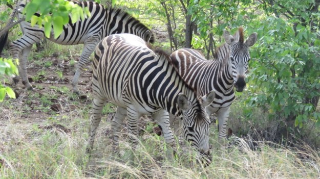 IMG_4742 Zebra 2019-11-24 7-21-40 AM