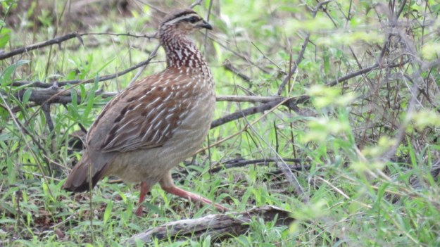 IMG_4751 Crested Francolin 2019-11-24 8-19-43 AM