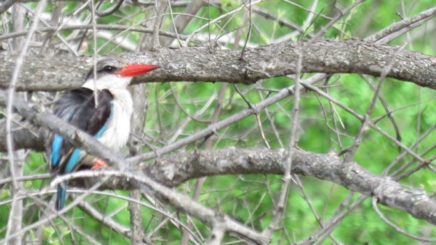 IMG_4758 Brown-hooded Kingfisher 2019-11-24 8-24-58 AM