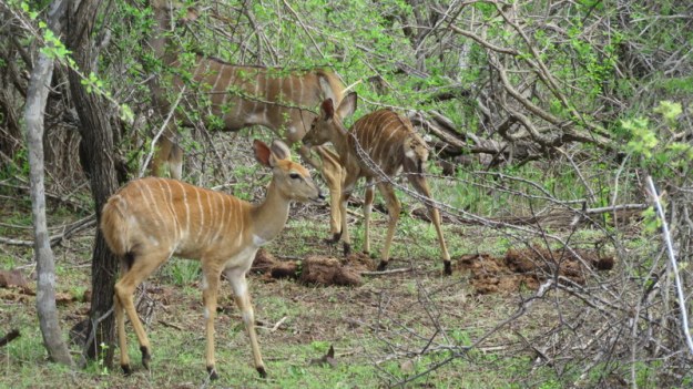 IMG_4765 Nyala 2019-11-24 8-35-30 AM