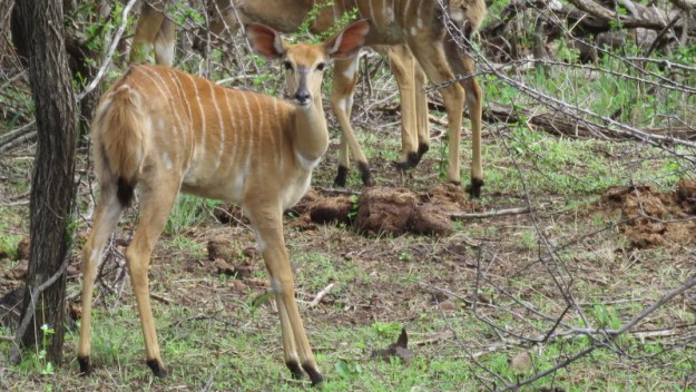 IMG_4767 Nyala baby 2019-11-24 8-35-35 AM