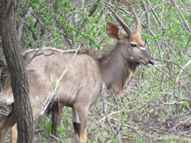 IMG_4777 Nyala 2019-11-24 8-36-43 AM