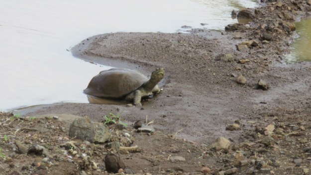 IMG_4779 Terrapin 2019-11-24 8-43-31 AM