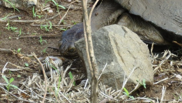IMG_4785 Terrapin after prey close up 2019-11-24 8-44-25 AM