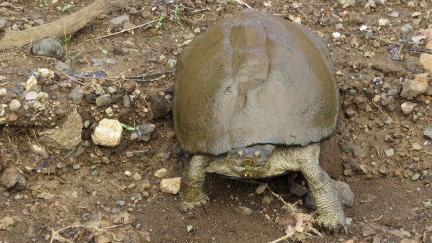 IMG_4788 Terrapin Take me to your leader 2019-11-24 8-44-50 AM