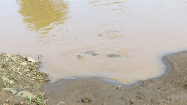 IMG_4790 Terrapins in the water 2019-11-24 8-45-03 AM.JPG