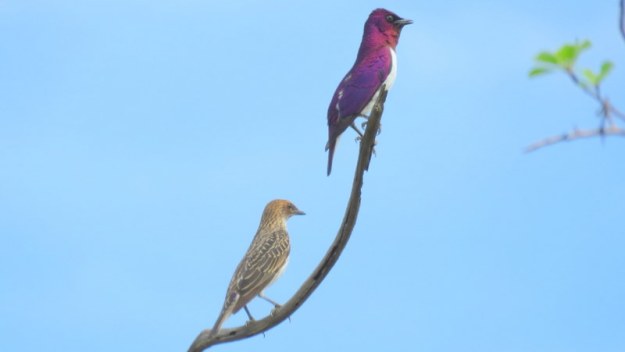IMG_4805 Male and Female Violet-backed Starlings 2019-11-24 8-50-54 AM