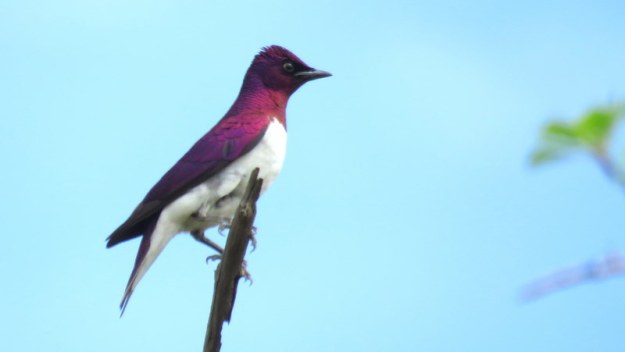 IMG_4809 Male Violet-backed Starling 2019-11-24 8-51-05 AM