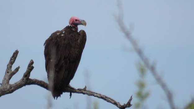 IMG_4817 Lappet-faced Vulture 2019-11-24 9-07-15 AM