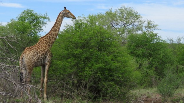 IMG_4822 Giraffe 2019-11-24 9-09-53 AM.JPG