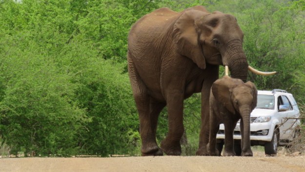 IMG_4833 Elephant Mom and Baby 2019-11-24 10-57-32 AM