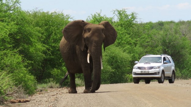 IMG_4838 Elephant and Car 2019-11-24 10-58-52 AM