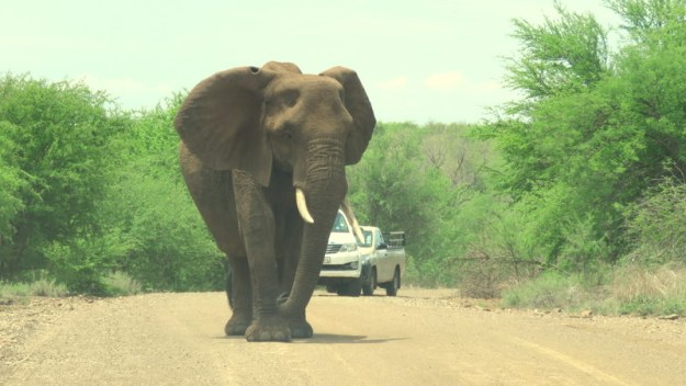 IMG_4840 Elephant uh oh 2019-11-24 10-59-15 AM