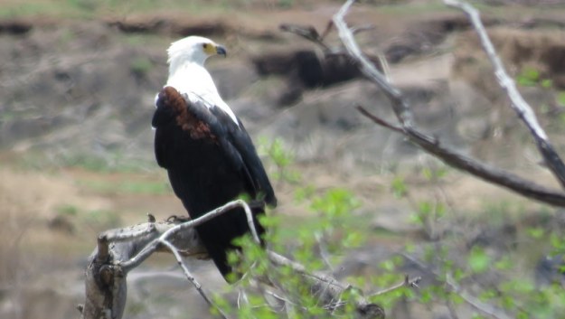 IMG_4848 Fish Eagle 2019-11-24 11-10-46 AM
