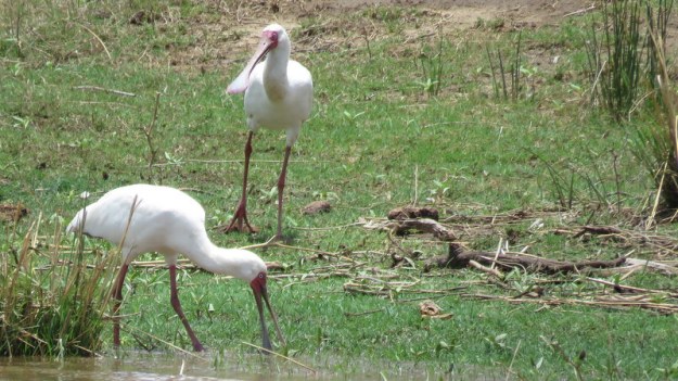 IMG_4876 Two Spoonbills 2019-11-24 11-34-28 AM