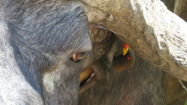 IMG_4893 Oxpecker and Buffalo 2019-11-24 12-19-04 PM
