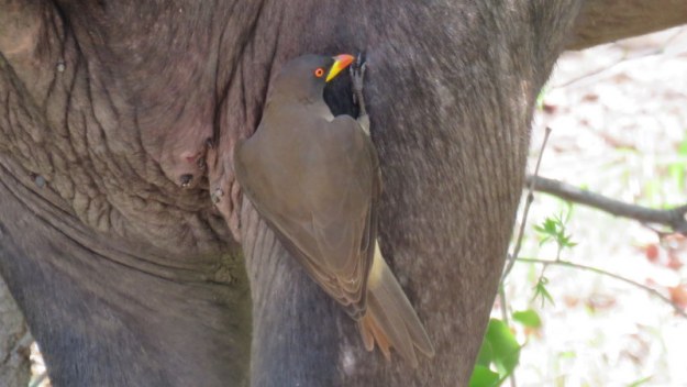 IMG_4909 oxpecker and buffalo 2019-11-24 12-20-17 PM