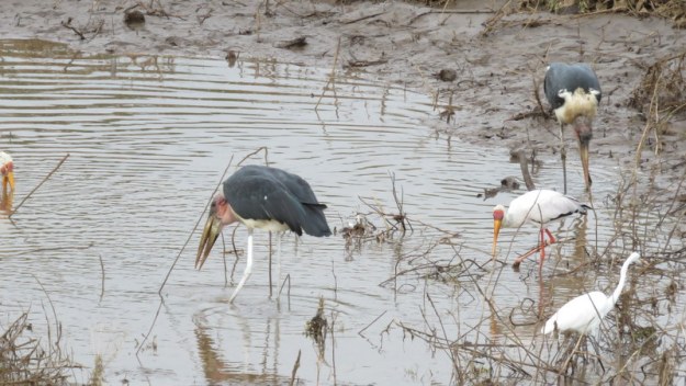 IMG_4923 A puddle of birds - Letaba River 2019-11-25 6-20-49 AM