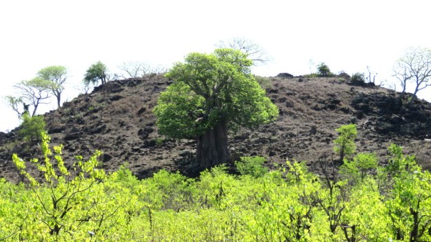 IMG_4955 Baobab Tree 2019-11-25 2-25-07 PM