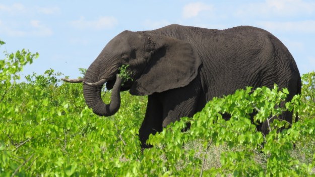 IMG_4976 Mopane Elephant 2019-11-25 3-17-14 PM