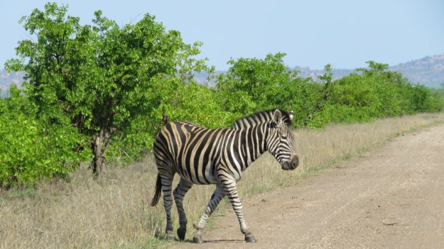 IMG_4982 Zebra 2019-11-25 3-25-13 PM