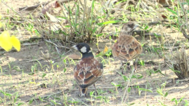 IMG_4987 Sparrowlarks 2019-11-25 4-01-36 PM