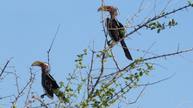 IMG_5000 Two Southern Yellow-billed Hornbills 2019-11-25 4-20-23 PM